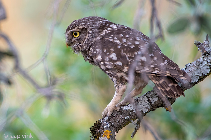 Little Owl - Steenuil - Athene noctua