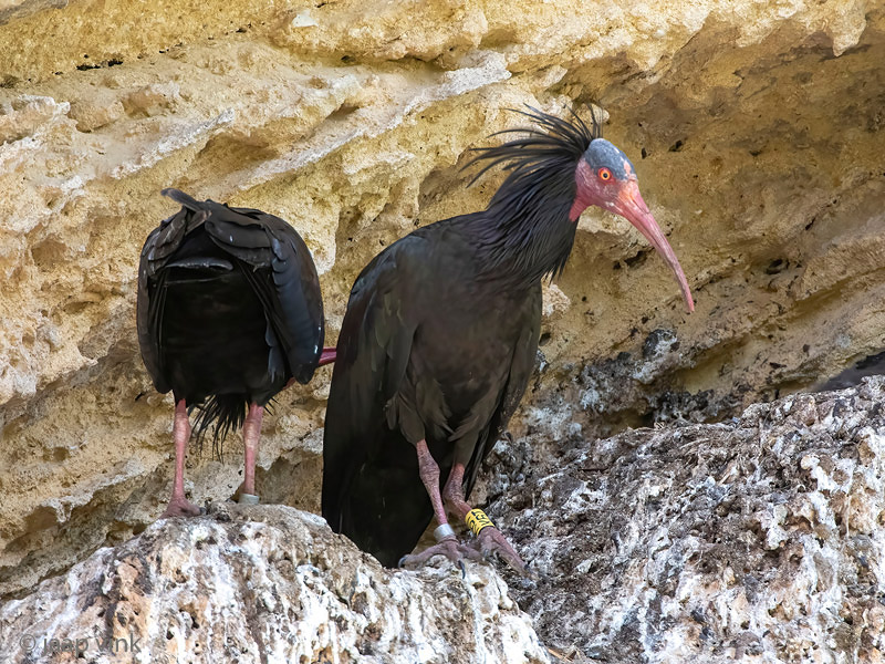 Northern Bald Ibis - Heremietibis - Geronticus eremita