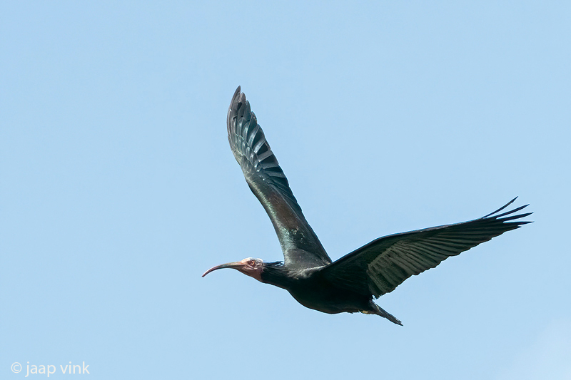 Northern Bald Ibis - Heremietibis - Geronticus eremita