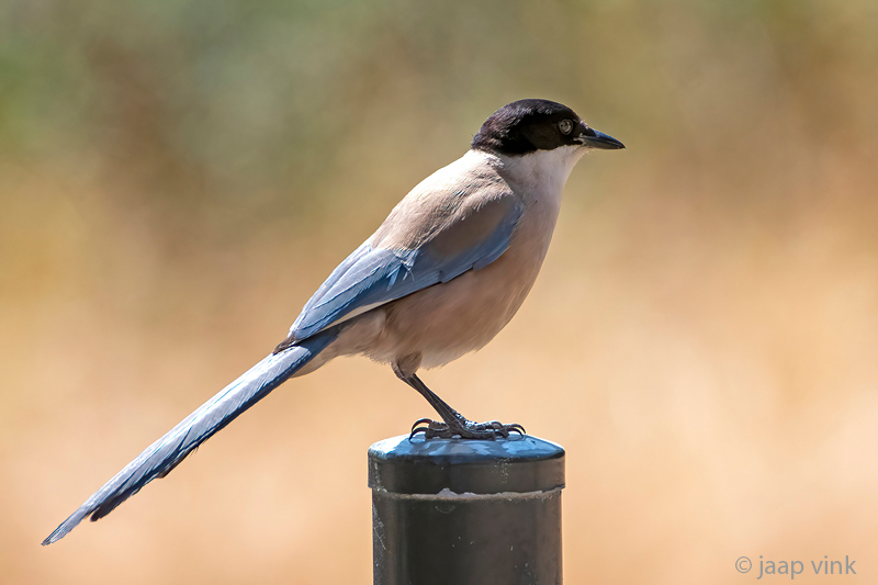 Iberian Magpie - Blauwe Ekster - Cyanopica cyanus