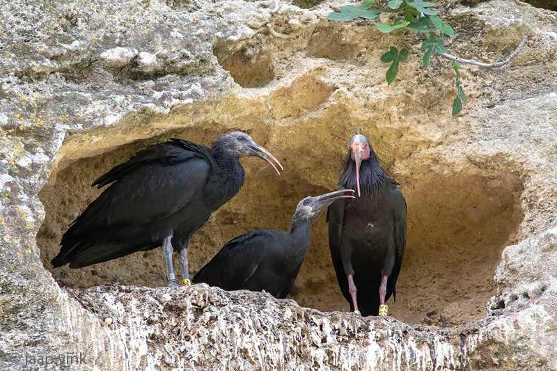 Northern Bald Ibis - Heremietibis - Geronticus eremita
