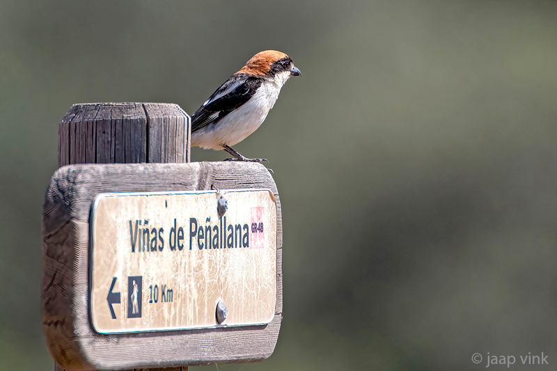 Woodchat Shrike - Roodkopklauwier - Lanius senator