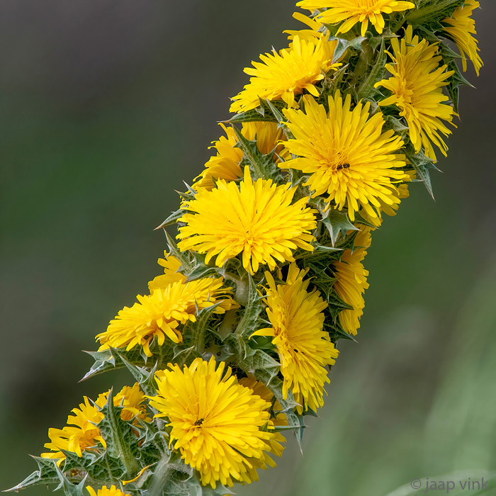 Spanish Oyster Thistle - Spaanse Oester Distel - Scolymus hispanicus