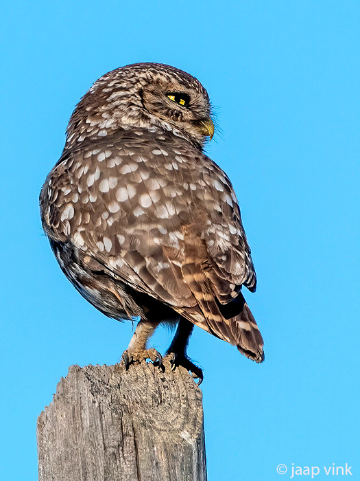 DSC_6093-DeNSpix.jpg