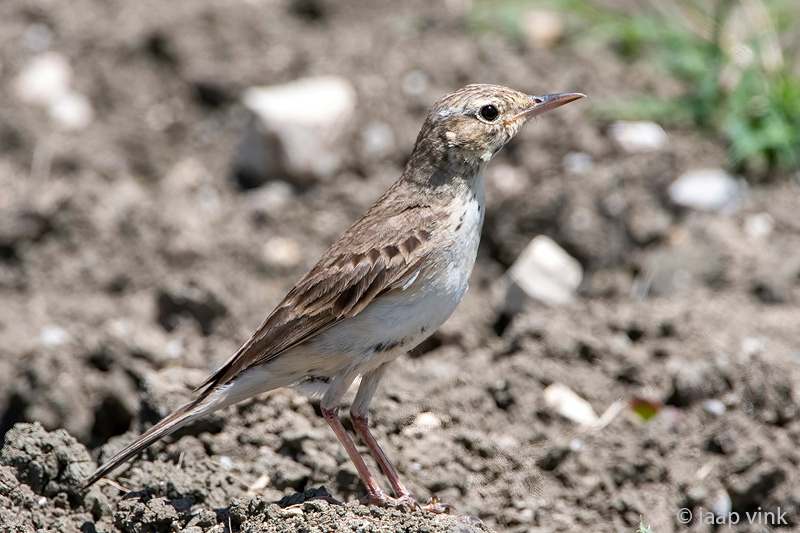 Tawny Pipit - Duinpieper - Anthus campestris