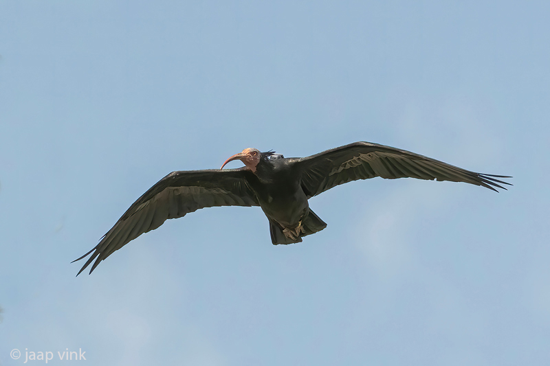 Northern Bald Ibis - Heremietibis - Geronticus eremita