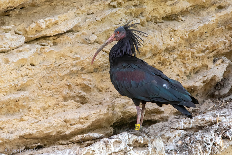 Northern Bald Ibis - Heremietibis - Geronticus eremita