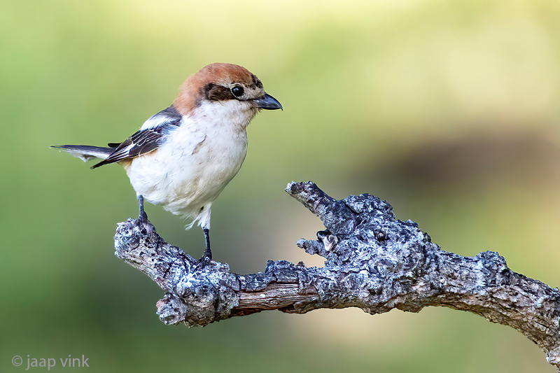 Woodchat Shrike - Roodkopklauwier - Lanius senator