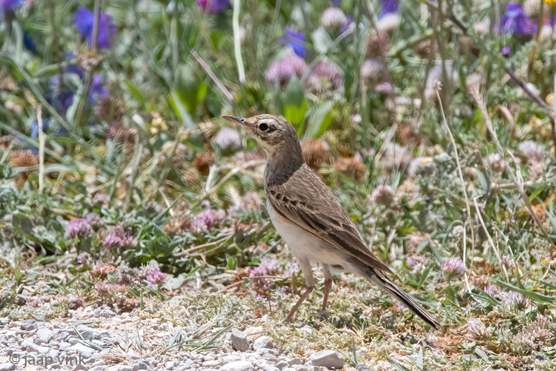 Tawny Pipit - Duinpieper - Anthus campestris