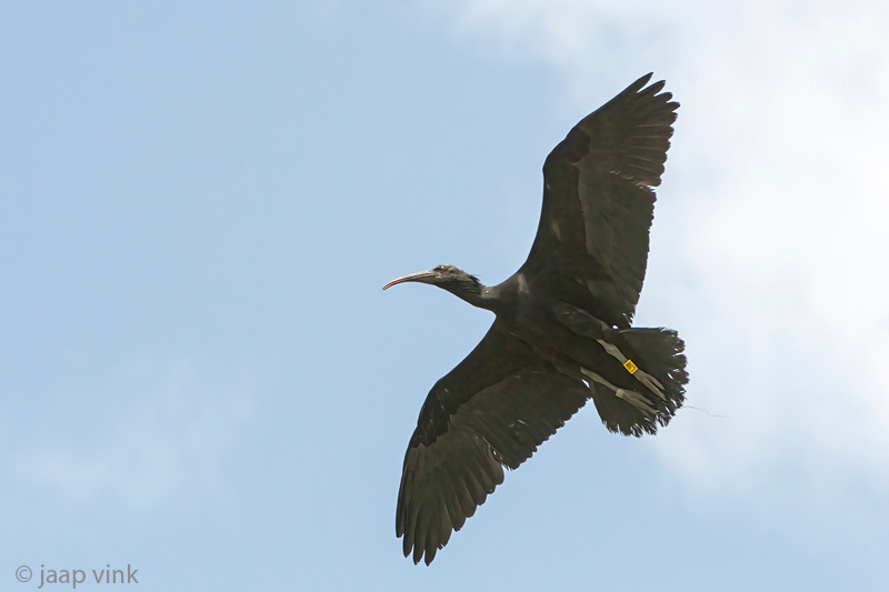 Northern Bald Ibis - Heremietibis - Geronticus eremita