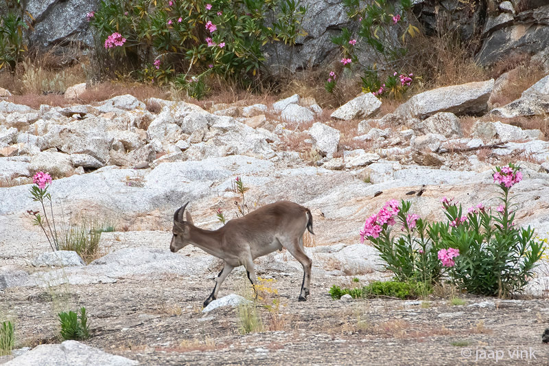 Iberian Ibex - Spaanse Steenbok - Capra pyrenaica hispanica