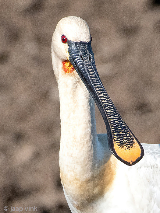 Eurasian Spoonbill - Lepelaar - Platalea leucorodia