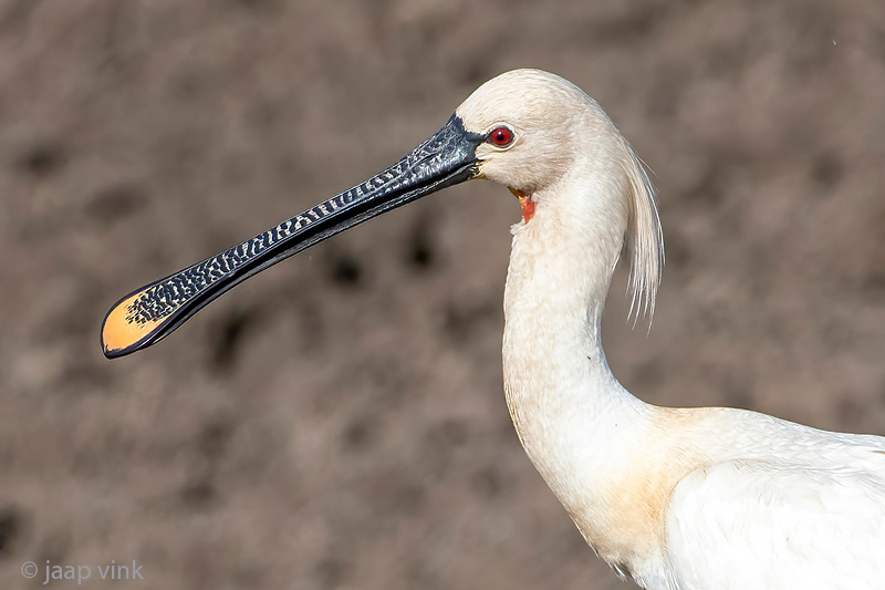 Eurasian Spoonbill - Lepelaar - Platalea leucorodia