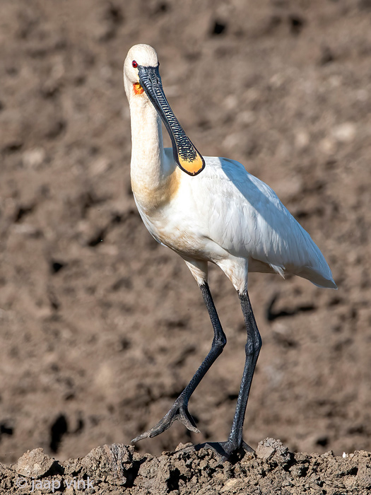 Eurasian Spoonbill - Lepelaar - Platalea leucorodia