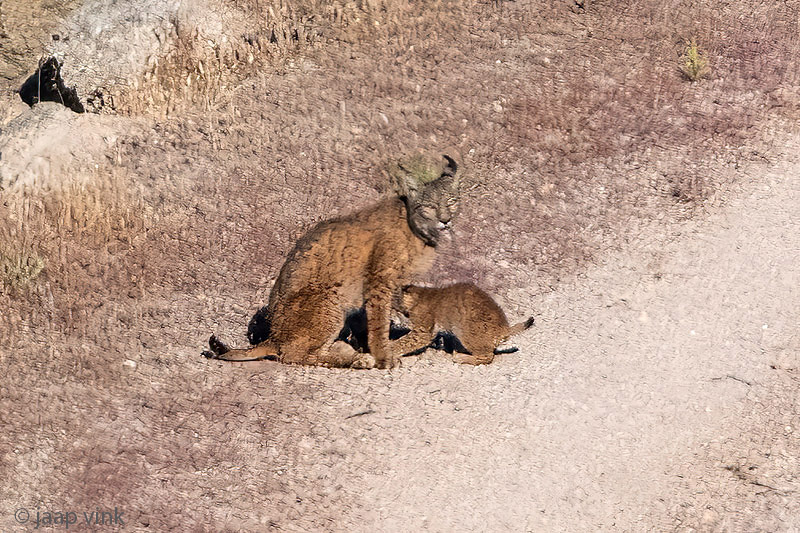 Iberian Lynx - Iberische Lynx - Lynx pardinus