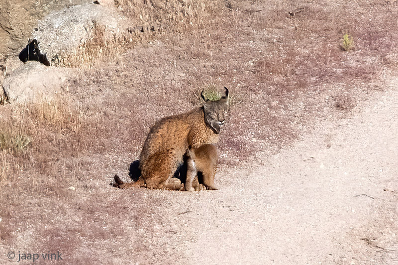 Iberian Lynx - Iberische Lynx - Lynx pardinus