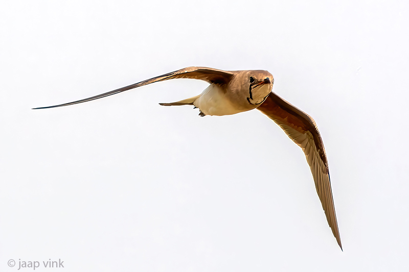 Collared Pratincole - Vorkstaartplevier - Glareola pratincola