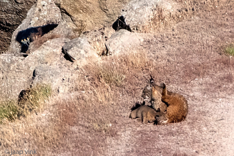 Iberian Lynx - Iberische Lynx - Lynx pardinus