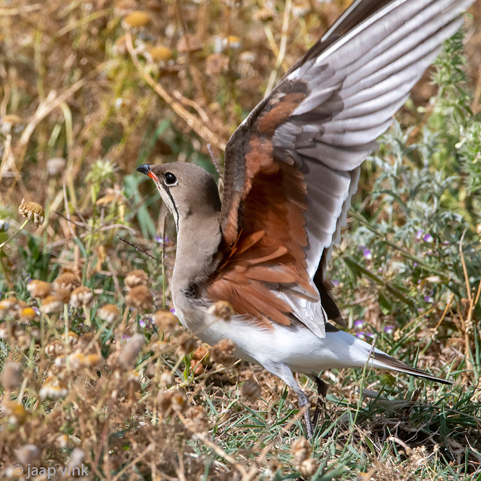 Collared Pratincole - Vorkstaartplevier - Glareola pratincola
