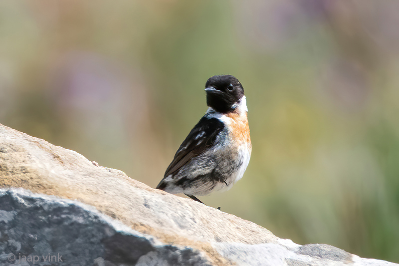 European Stonechat - Roodborsttapuit - Saxicola rubicola