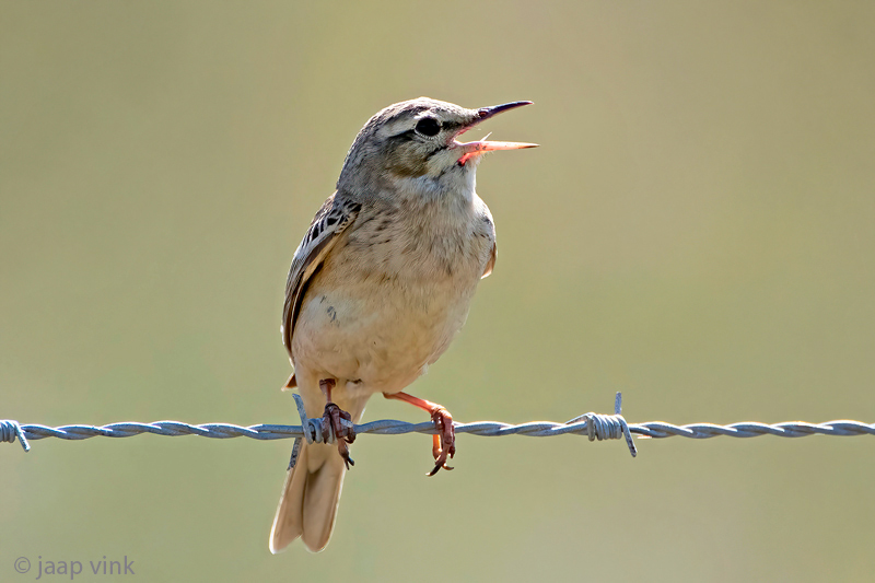 Tawny Pipit - Duinpieper - Anthus campestris