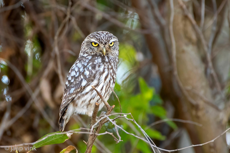 Little Owl - Steenuil - Athene noctua