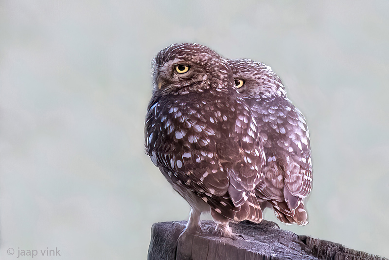 Little Owl - Steenuil - Athene noctua