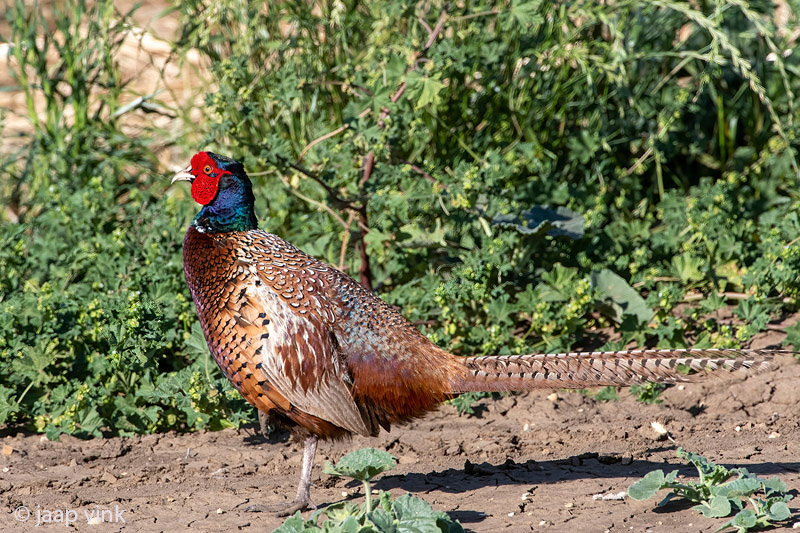 Common Pheasant - Fazant - Phasianus colchicus