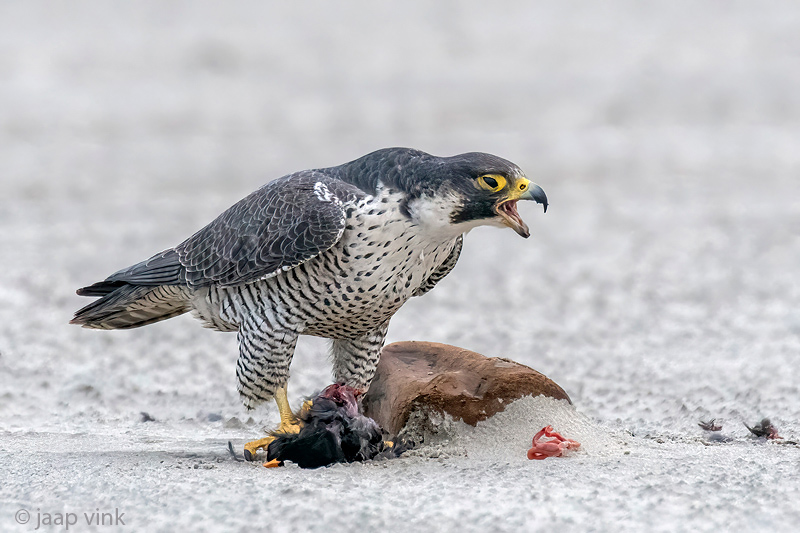 Peregrine - Slechtvalk - Falco peregrinus