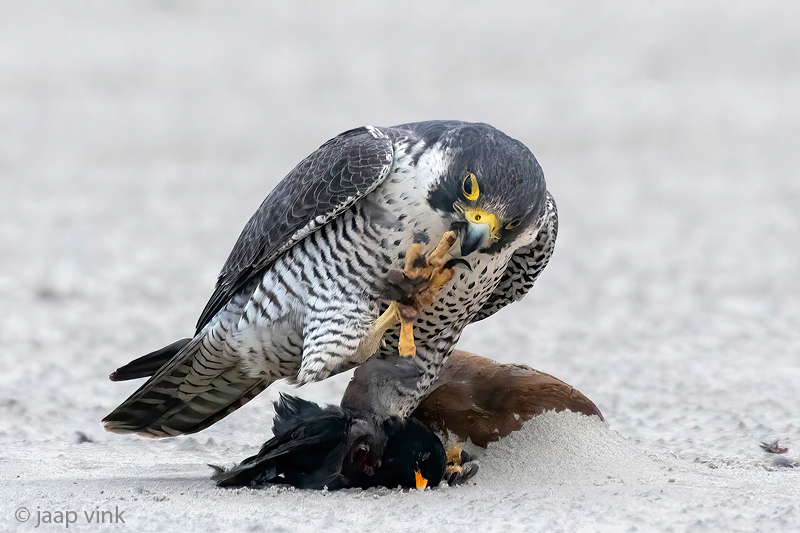 Peregrine - Slechtvalk - Falco peregrinus