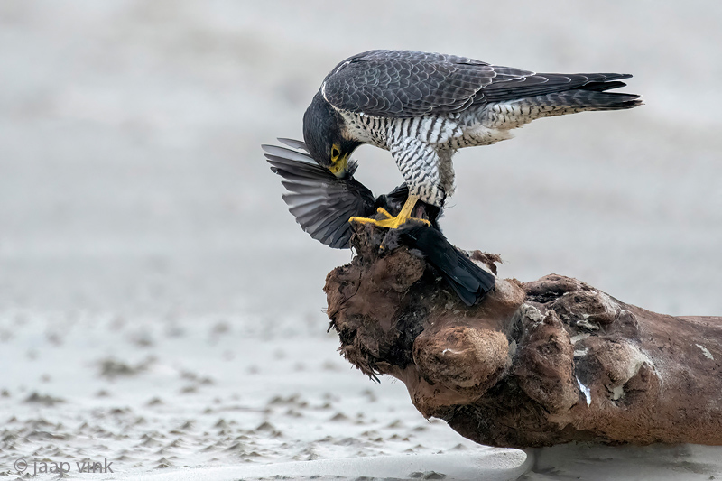 Peregrine - Slechtvalk - Falco peregrinus