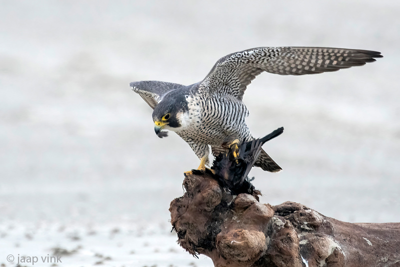 Peregrine - Slechtvalk - Falco peregrinus