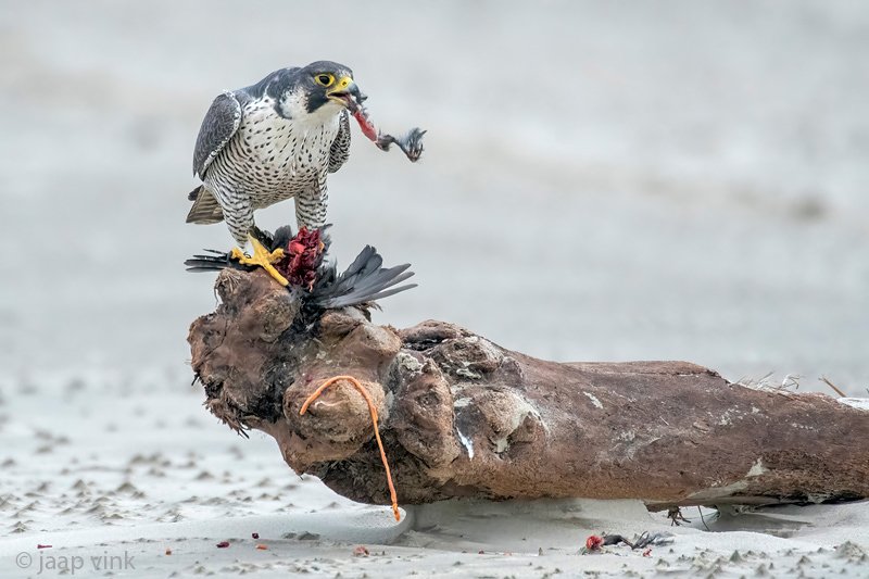Peregrine - Slechtvalk - Falco peregrinus