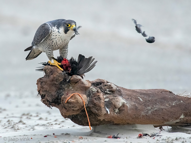Peregrine - Slechtvalk - Falco peregrinus