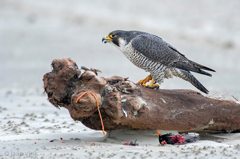 Peregrine - Slechtvalk - Falco peregrinus