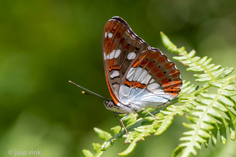 Southern White Admiral - Blauwe IJsvogelvlinder - Limenitis reducta