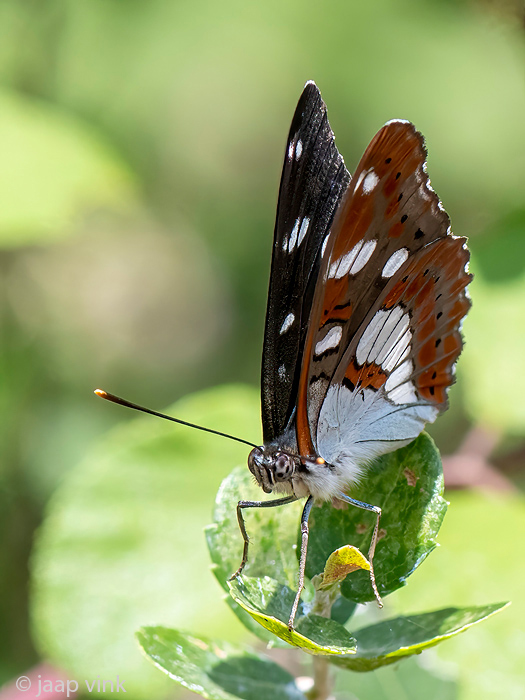 Southern White Admiral - Blauwe IJsvogelvlinder - Limenitis reducta