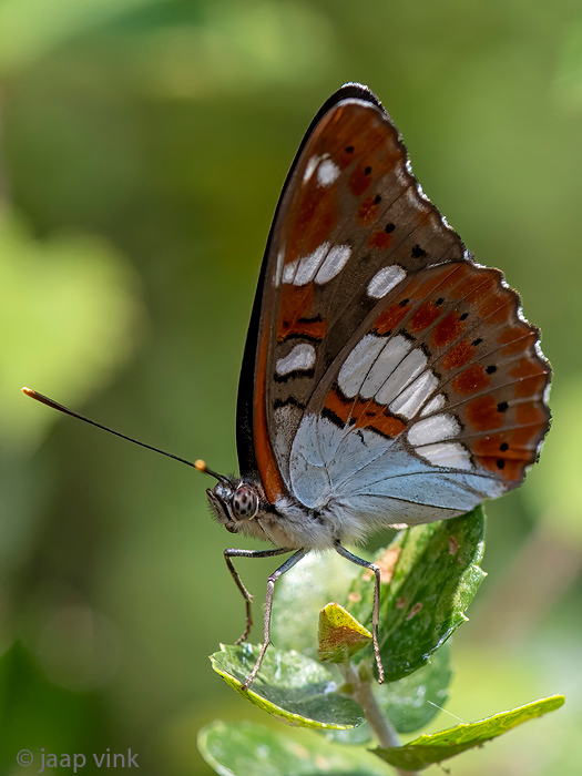 Southern White Admiral - Blauwe IJsvogelvlinder - Limenitis reducta