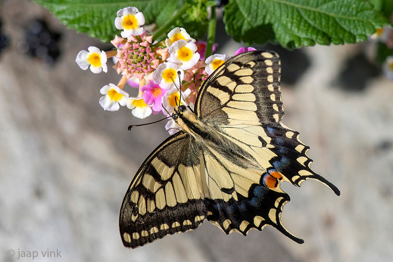 Yellow Swallowtail - Koninginnepage - Papilio machaon