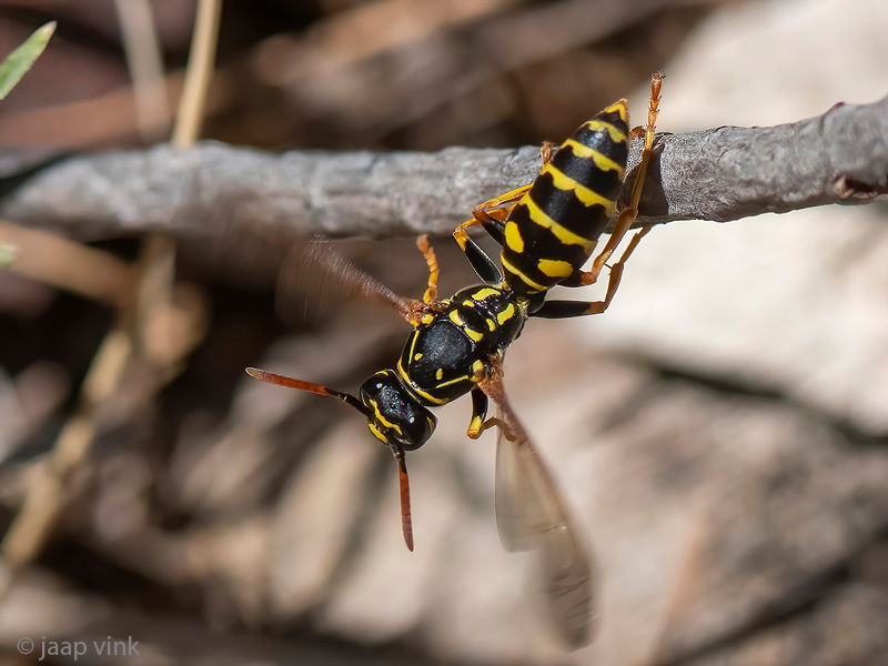 European Paper Wasp - Franse Veldwesp - Polistes dominula