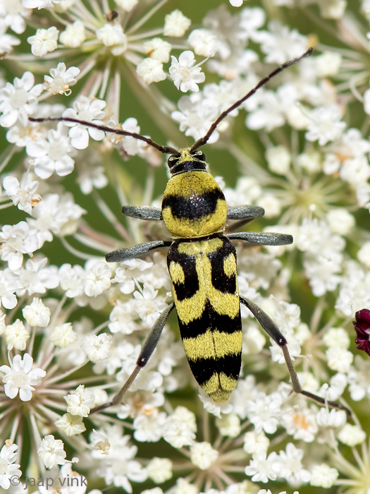 Grape Wood Borer - Kommawespenboktor - Chlorophorus varius