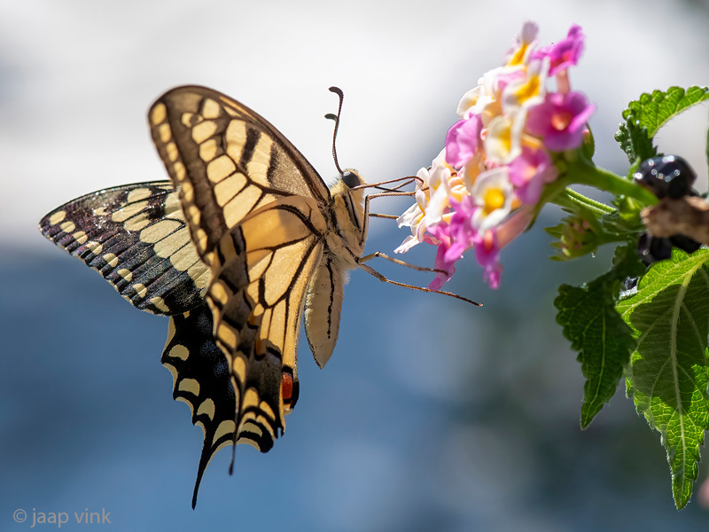 Yellow Swallowtail - Koninginnepage - Papilio machaon