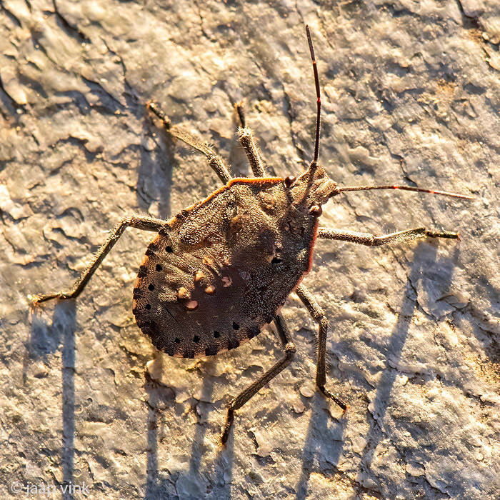 Apodiphus amygdali