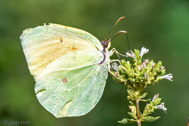 Cleopatra butterfly - Cleopatra - Gonepteryx cleopatra
