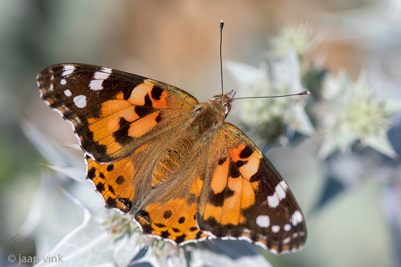 Painted Lady - Distelvlinder - Vanessa cardui