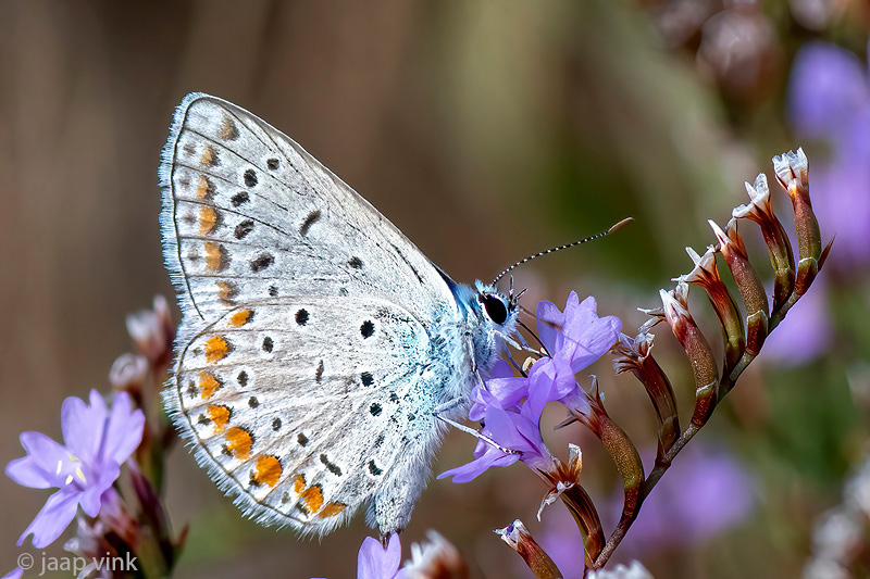 European Common Blue - Icarusblauwtje - Polyommatus icarus