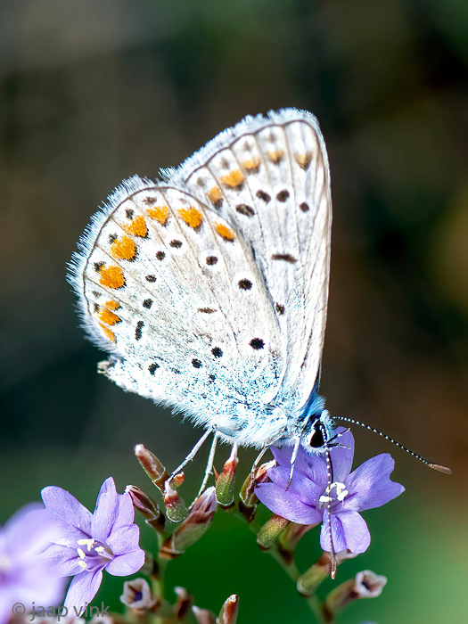 European Common Blue - Icarusblauwtje - Polyommatus icarus