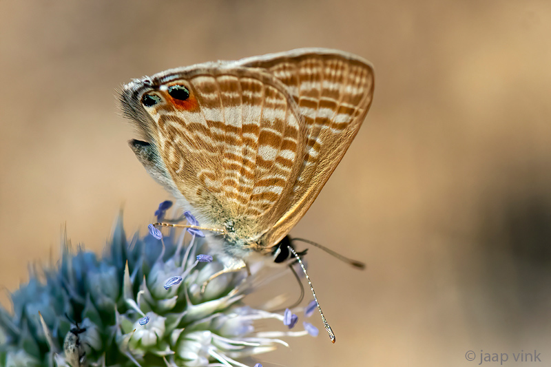 Long-tailed Blue - Tijgerblauwtje - Lampides boeticus