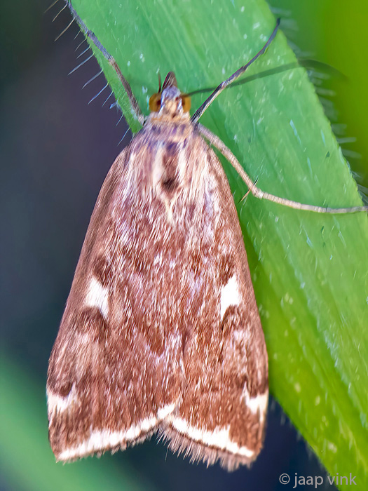 Crambidae - Geelzoommot - Loxostege sticticalis