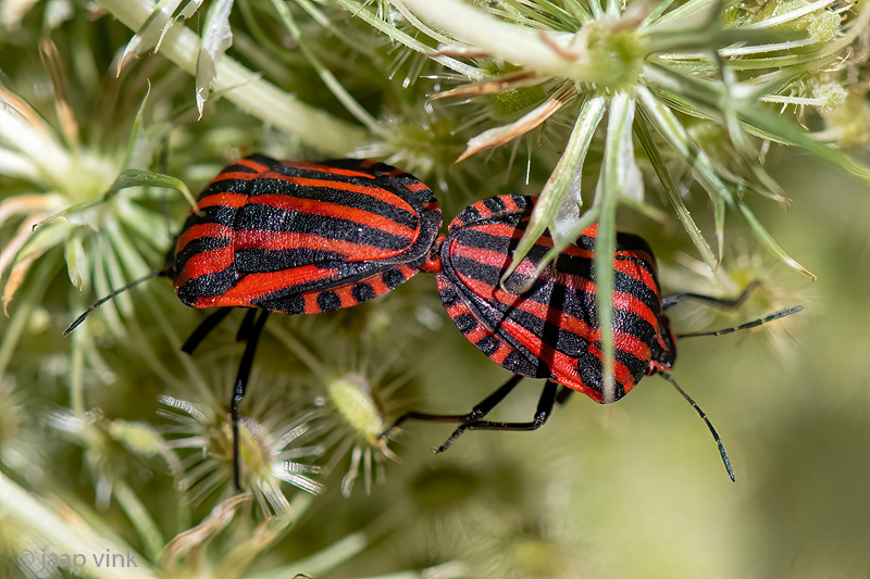 Italian Striped Bug - Pyjamaschildwants - Graphosoma italicum